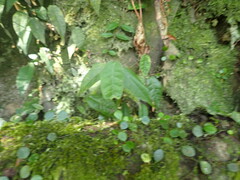 Ficus sarmentosa nipponica