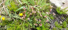 Crassula dependens
