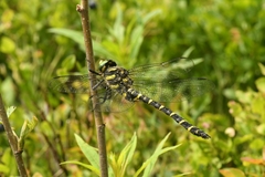 Cordulegaster bidentata