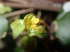 Lysimachia nemorum