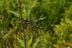 Cordulegaster bidentata