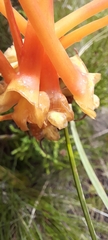 Disa porrecta