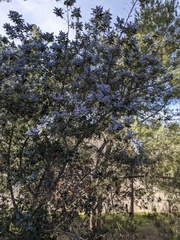 Ceanothus