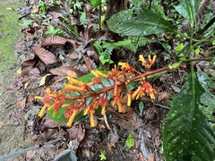 Palicourea guianensis