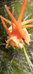 Disa porrecta