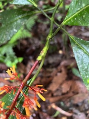 Palicourea guianensis