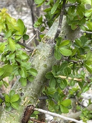 Burseraceae