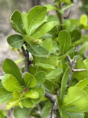 Burseraceae