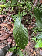 Palicourea guianensis