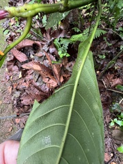 Palicourea guianensis