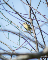 Vireo bellii bellii