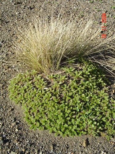 Acaena macrocephala (Acaena macrocephala)