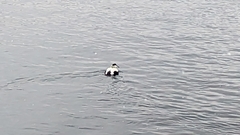 Somateria mollissima