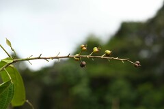 Aparisthmium cordatum