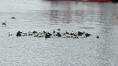 Somateria mollissima