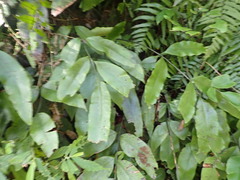 Diplazium donianum