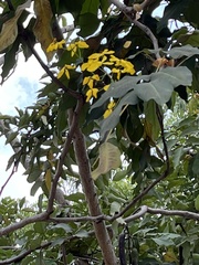 Cassia fistula