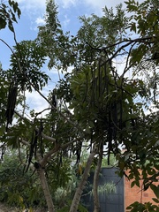Cassia fistula