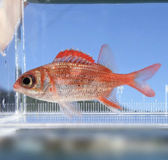 Sargocentron punctatissimum