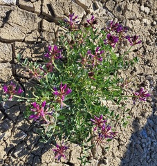 Astragalus crotalariae