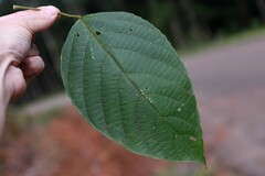 Aparisthmium cordatum