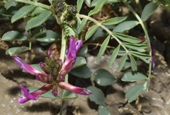 Astragalus crotalariae
