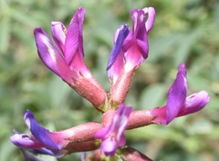 Astragalus crotalariae