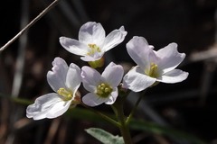 Cardamine californica