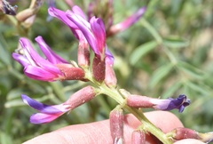 Astragalus crotalariae