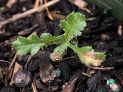 Puccinia lagenophorae
