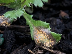 Puccinia lagenophorae