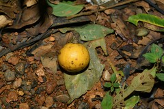 Casearia pitumba