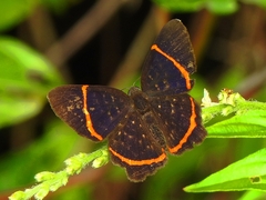 Riodina lysippus