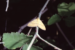 Camptogramma