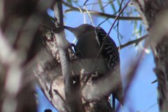 Melanerpes aurifrons