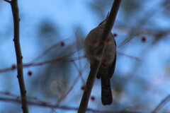 Thryomanes bewickii
