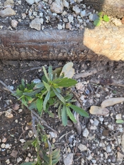 Stillingia texana