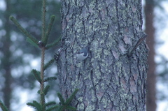 Sitta europaea asiatica