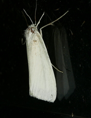 Rupela tinctella
