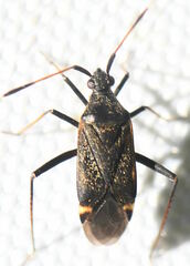 Closterotomus biclavatus