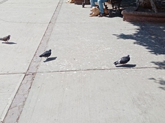 Columba livia domestica