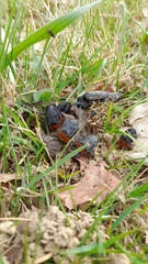 Oiceoptoma thoracicum