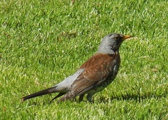 Turdus pilaris