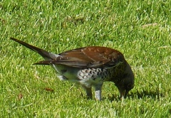 Turdus pilaris