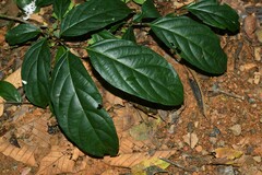 Casearia pitumba