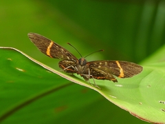 Riodina lysippus