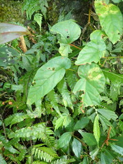Begonia longifolia