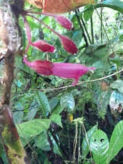 Columnea ciliata