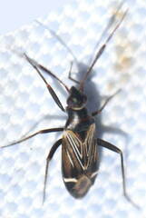 Cremnocephalus alpestris