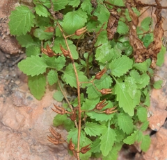 Scrophularia arguta